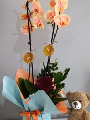 Çift Dal Turuncu Orkide 