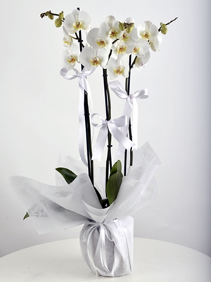 3 Dal Beyaz Orkide