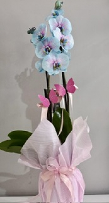 Çift Dal Mavi Orkide 