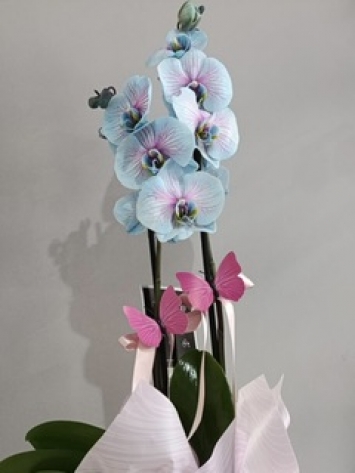 Çift Dal Mavi Orkide 