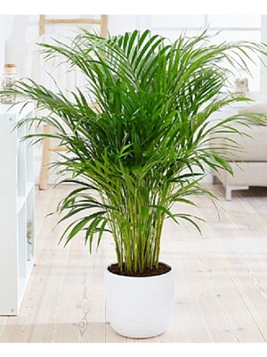 Areca Bitkisi (120-150cm)