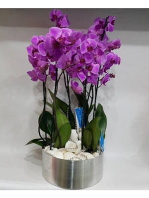 6 Dal Mor Orkide 