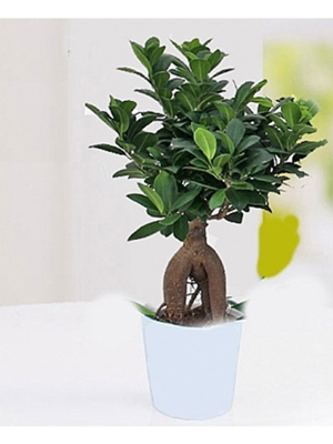 Ficus Bonsai (35-40 cm)