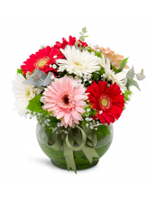 Fanusta Renkli Gerberalar 