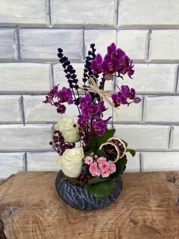 Mini Mor Orkide arajmanı