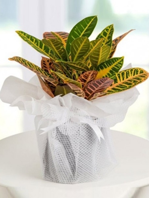 Kraton Petra Bitkisi (50-70 cm)