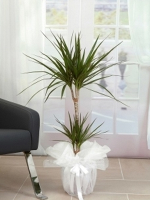 Dresena Marginata (100-120 cm) 