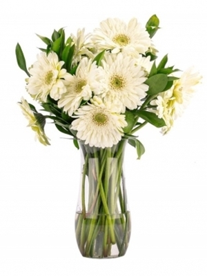 Vazoda Beyaz Gerbera Arajmanı