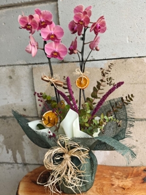 Çift Dal Ateş Orkide 