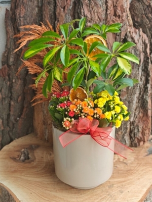 Şeflera ve Kalanşo Saksıda 