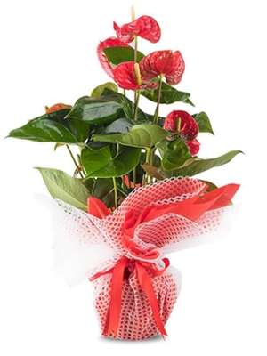 Saksıda Antoryum (70 - 80 cm)