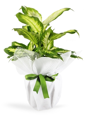 Difenbahya bitkisi (50-60 cm)