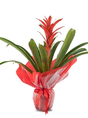 Guzmania Bitkisi (50-60 cm)