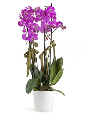 4 Dal Mor Orkide