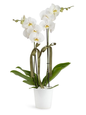 Çift Dal Beyaz Orkide 