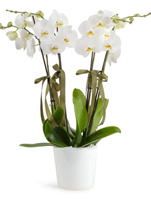 4 Dal Beyaz Orkide