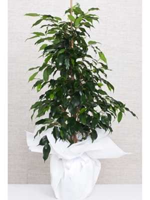 Ficus Benjamin (100-120 cm)