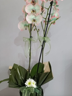 Çift Dal Yeşil Orkide 