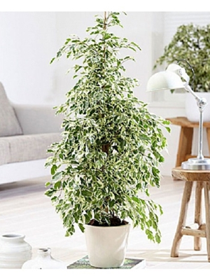 Ficus Benjamin Starlight (100-120 cm)