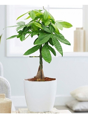 Para Ağacı Çiçeği (50-60cm)