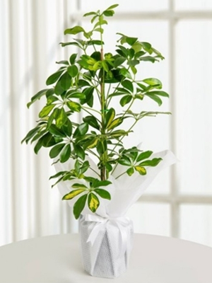 2'li Şeflera Bitkisi (140-150)