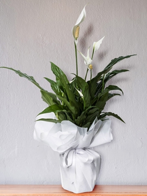 Spafilyum - Barış Çiçeği (60cm-70cm)