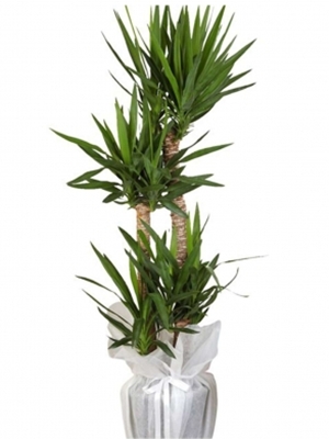 3'lü Yuca (180-200 cm)